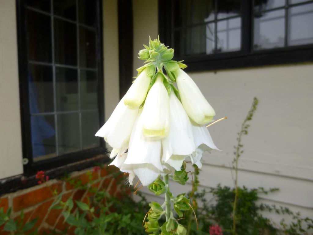 Church Hall Farm Bed And Breakfast Broxted Стая снимка